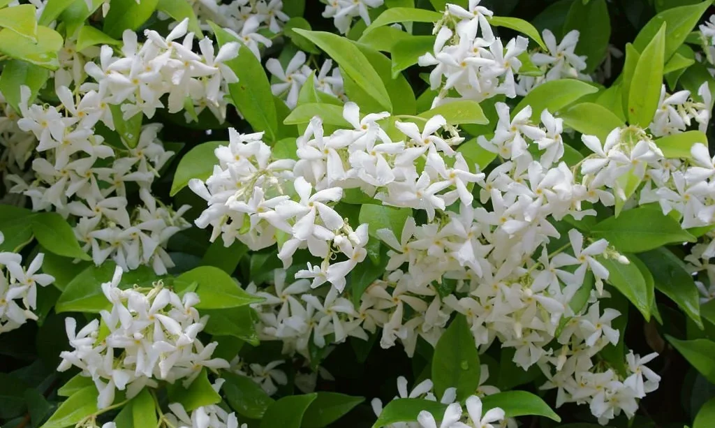 What Color Is Jasmine? – The Garden Bug Detroit